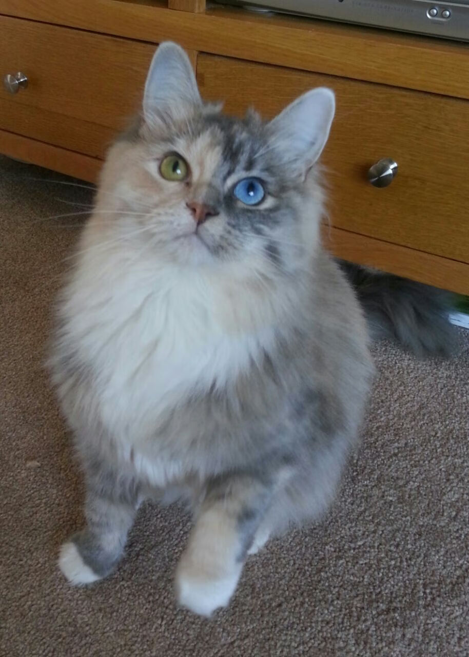 输赢一线间,那些改写剧本的33分钟—当兹维列夫从法网悲情中点燃温网烈焰