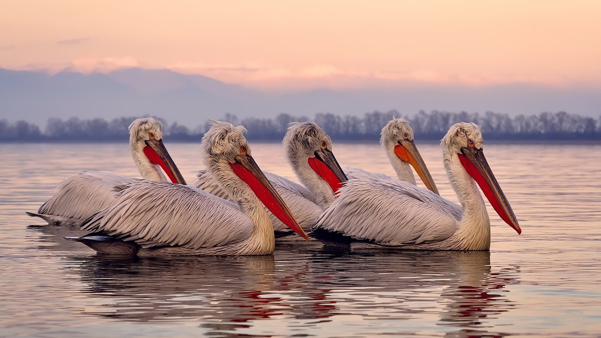 从温布尔登的草地到都灵的硬地，阿尔卡拉斯如何让火焰在两种赛场燃烧