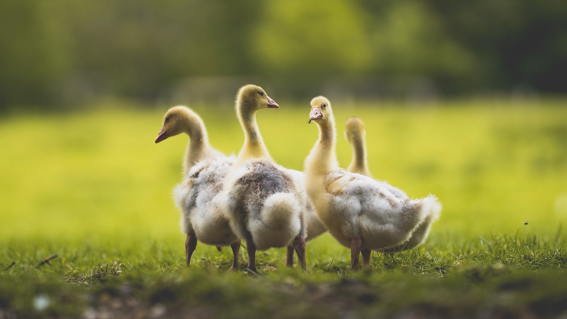 当史诗在红土上回响，蒙特卡洛的永恒叙事如何让联合杯的喧嚣黯然失色
