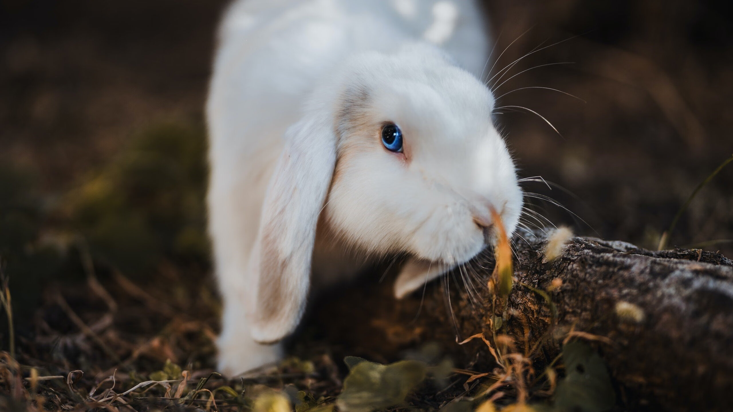 铁血拜仁的涅槃之战，抢七夜，他们亲手熄灭了乌克兰篮球的最后火焰