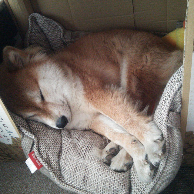 休斯顿回声遇上枫叶风暴，美加墨世界杯唯一跨界焦点战