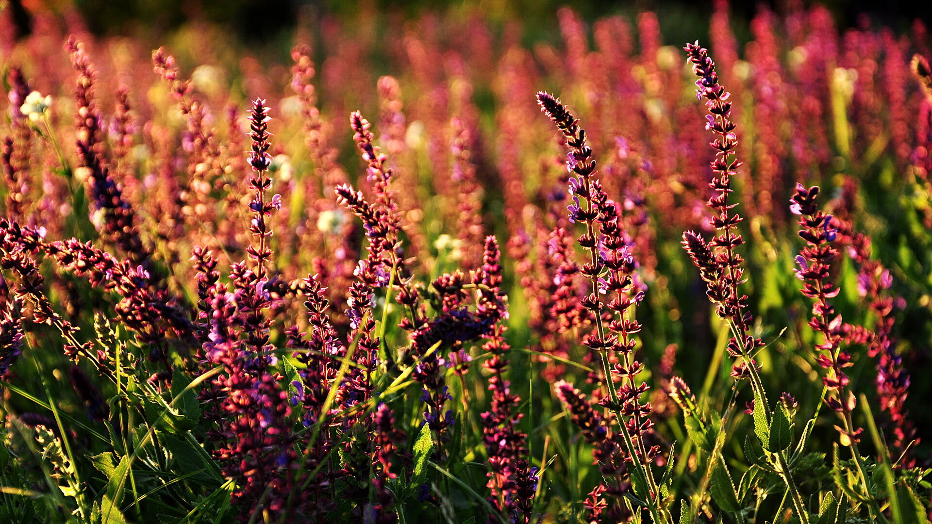 失控的秒针与唯一性的诞生，当里昂晋级之夜，卡塞米罗在另一个半球封神