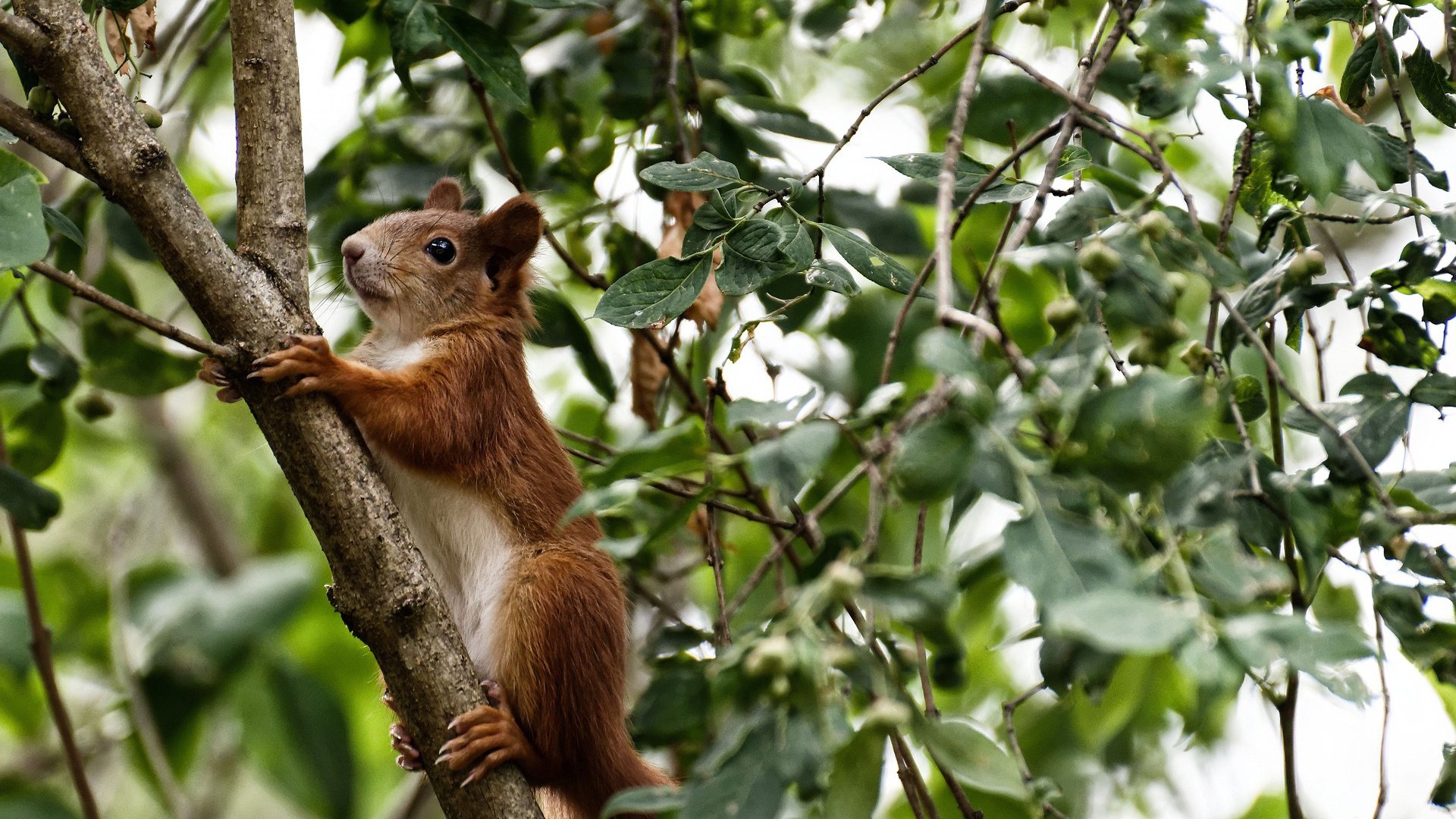 两座大山，罗德里爆射炸醒绿茵场，巴萨铁链锁死亚平宁雄鹰