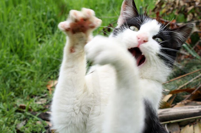 从质疑到主宰，恩比德关键一击，凯尔特人冰冷绞杀活塞