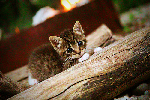 爱游戏在线-新王加冕还是旧序崩塌？雷恩巴林粉碎土耳其魔咒，揭幕战颠覆F1格局
