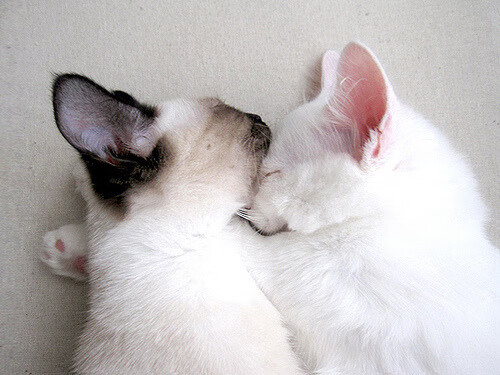 圣杯与王座，当猛龙之心在英超争冠之夜擂响战鼓