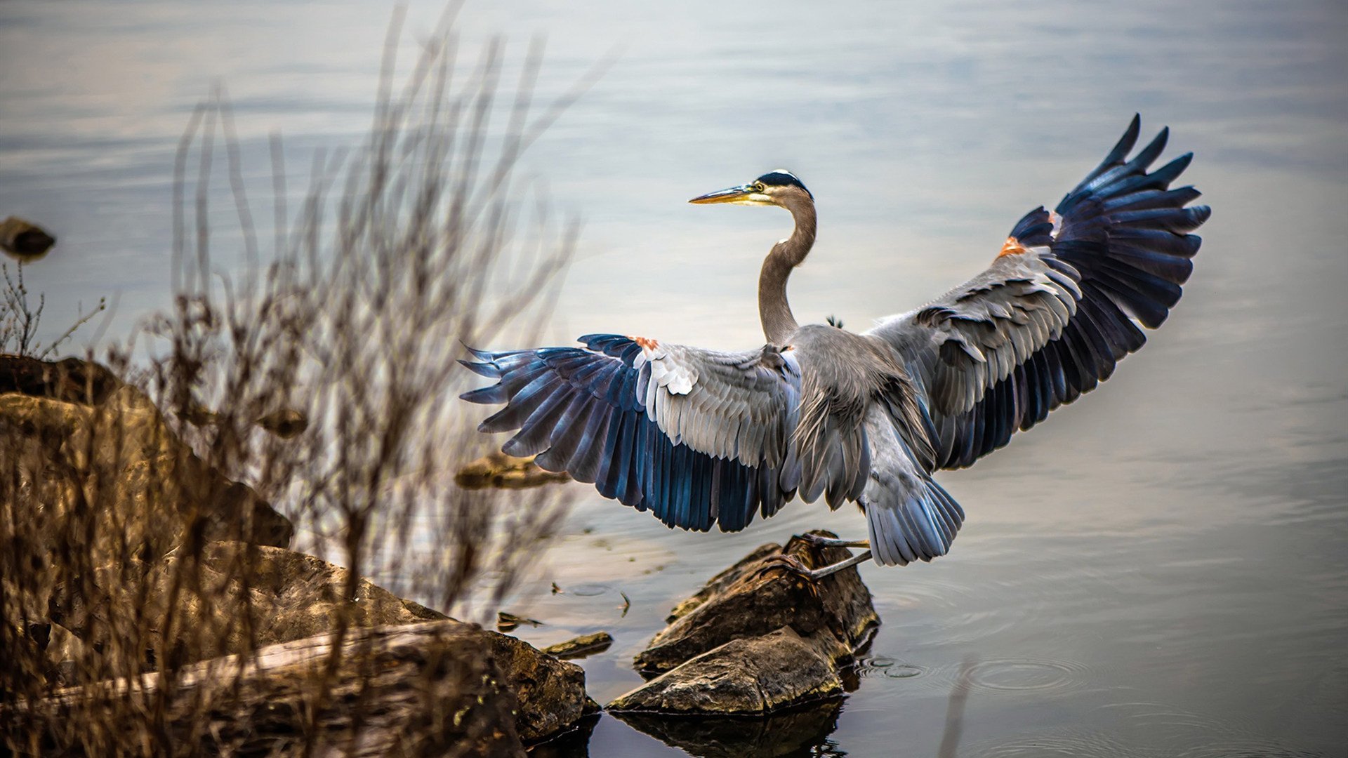 引力重构,当浓眉成为鹈鹕进攻宇宙的绝对奇点