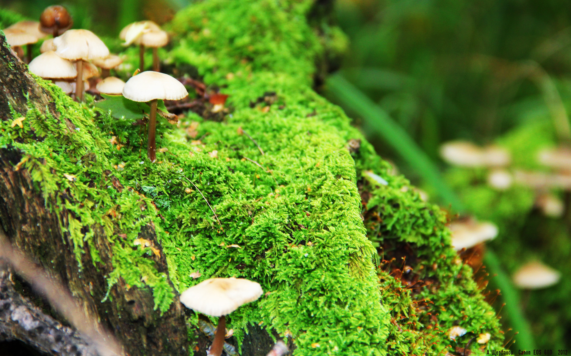 当精密齿轮遭遇血肉风暴,锡安如何用最原始的力量撕碎勇士的哲学?