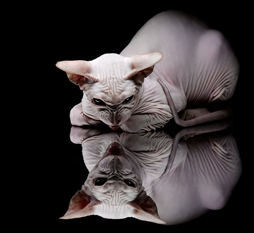 维尼修斯之火，当亚特兰大与里昂在另一片光芒下对决