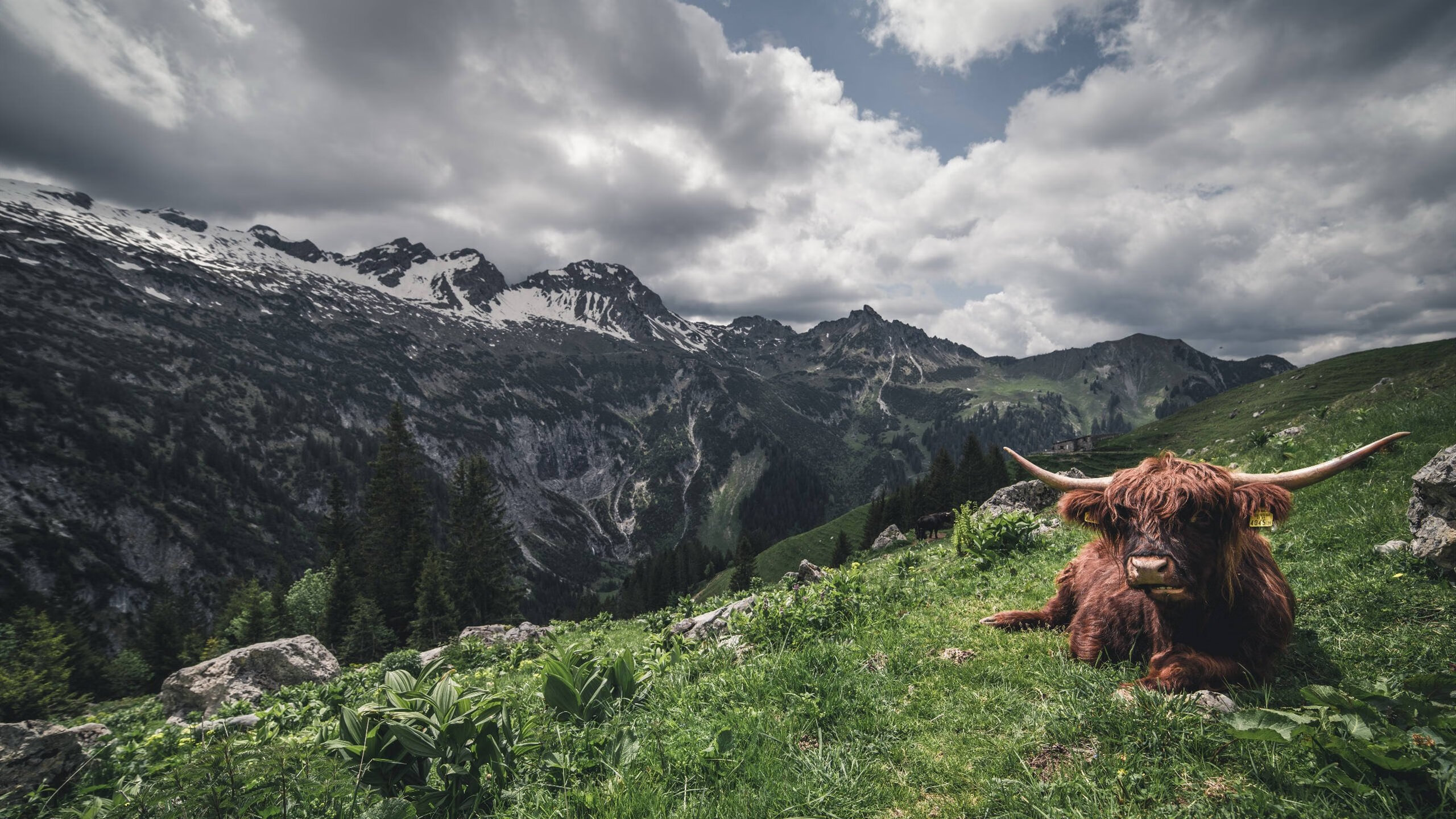 致命之刃出鞘!克莱决胜时刻斩落奇才,骑士终迎回他们的关键先生