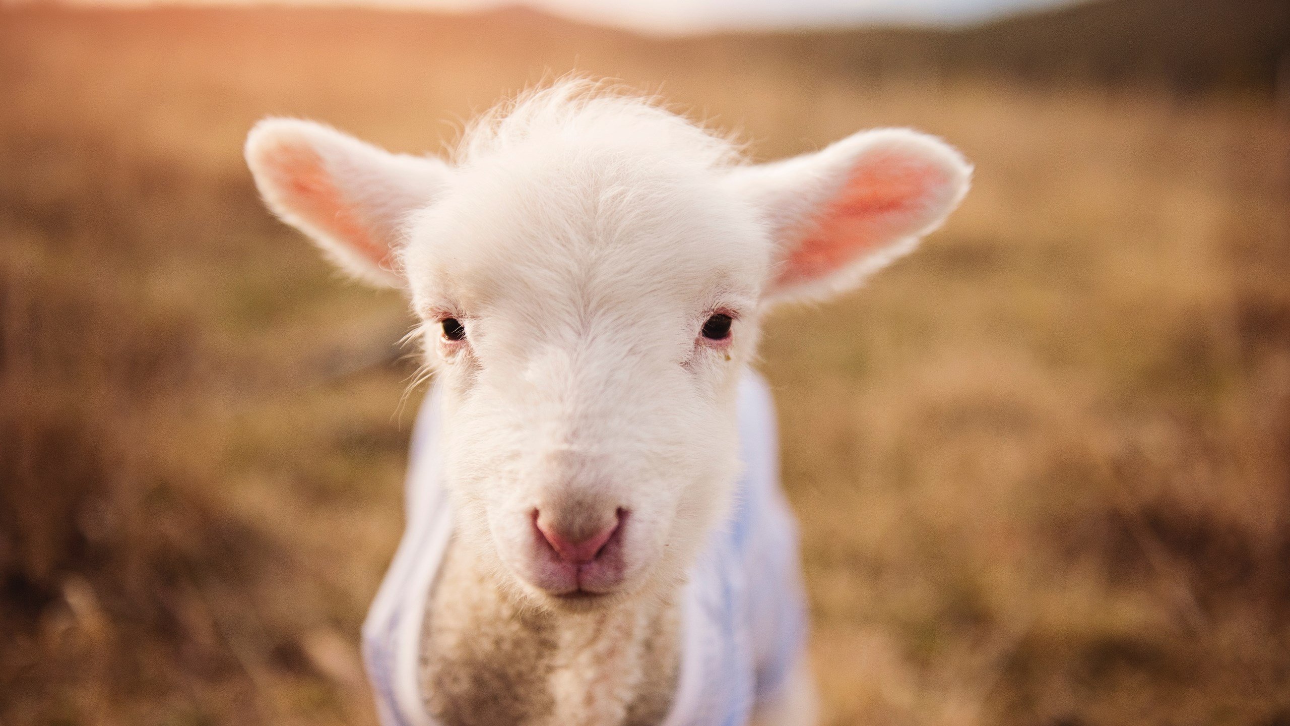 冷雨与黎明，当奥亚尔萨瓦尔的爆发照亮秘鲁突围之路